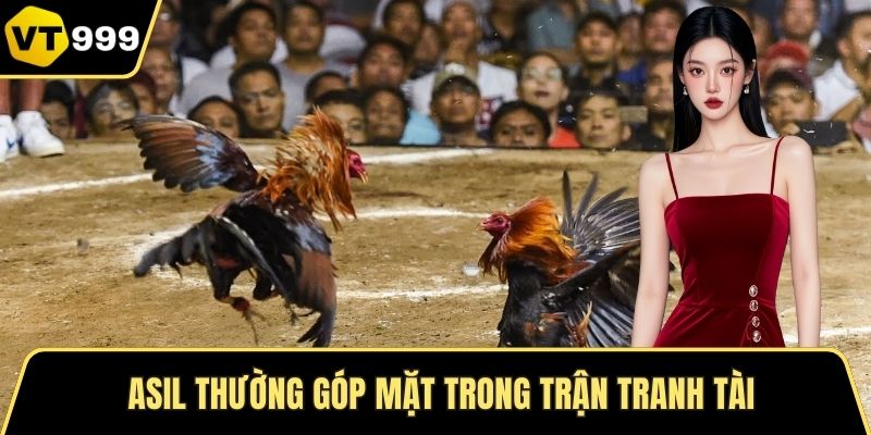 Asil thường góp mặt trong trận tranh tài