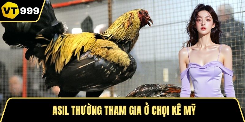 Asil thường tham gia ở chọi kê Mỹ