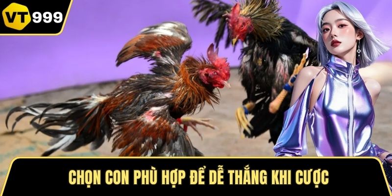Chọn con phù hợp để dễ thắng khi cược