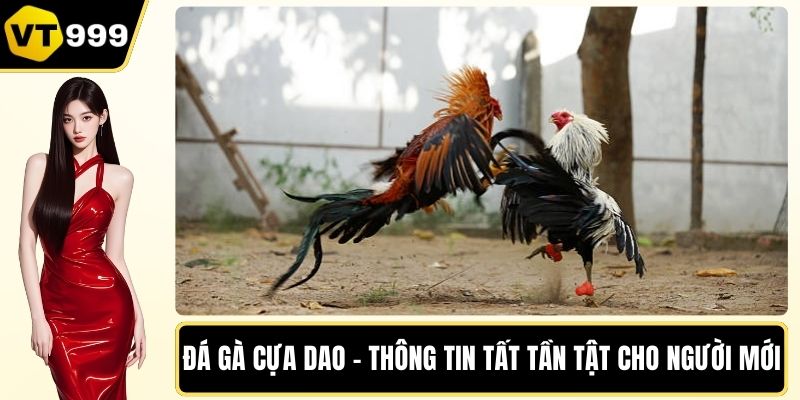 Đá gà cựa dao