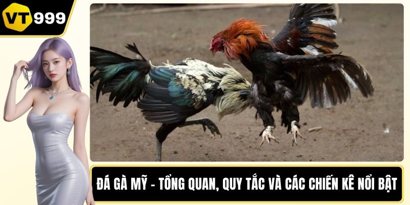 Đá gà Mỹ