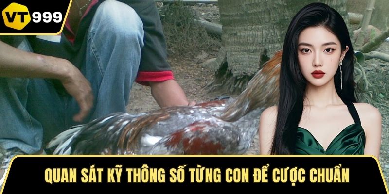 Quan sát kỹ thông số từng con để cược chuẩn