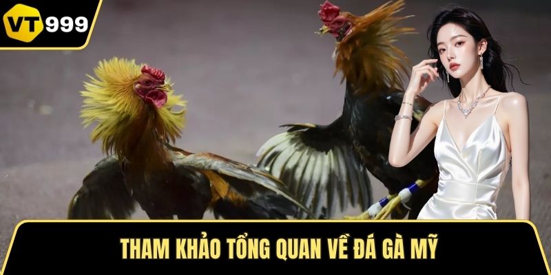 Tham khảo tổng quan về đá gà Mỹ